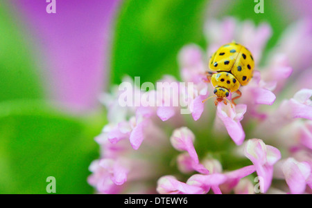 Coccinelle sur fleur violette jaune sur fond naturel Banque D'Images