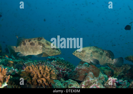 Paire de mérou Camouflage, Epinephelus polyphekadion, les Maldives Banque D'Images
