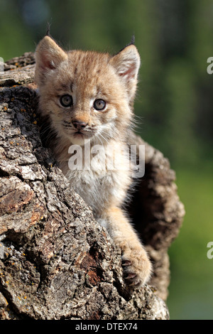 Les Lynx, CUB, 8 semaines / Lynx (Lynx canadensis, Felis lynx canadensis Lynx / argent) Banque D'Images