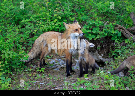 American red foxes, femme avec cub, 10 semaines / (Vulpes vulpes fulva) Banque D'Images