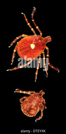 Amblyomma americanum, Lone Star tick Banque D'Images