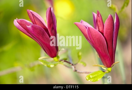 Magnolia denudata 'Nigra' à fleurs du Jardin botanique royal. Madrid. Espagne Banque D'Images