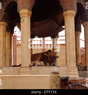 La photographie de voyage - vaches sacrées du temple dans la vieille ville de Bénarès Varanasi dans l'Uttar Pradesh en Inde en Asie du Sud. Banque D'Images