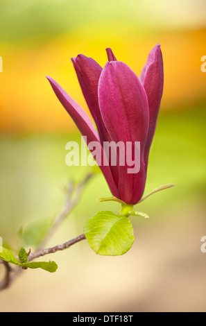 Magnolia denudata 'Nigra' à fleurs du Jardin botanique royal. Madrid. Espagne Banque D'Images