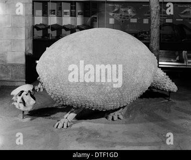 Glyptodon, tatou géant Banque D'Images