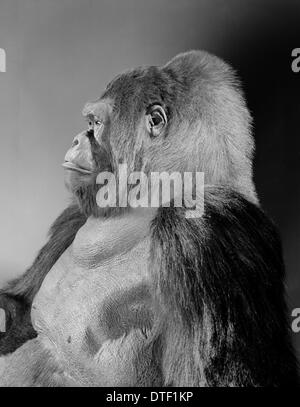 Gorilla gorilla gorilla, Gorille de plaine de l'ouest Banque D'Images