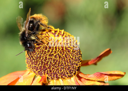 Cerf chamois bourdon la collecte du pollen et d'alimentation sur un helenium flower ( 3 d'une série de 4) Banque D'Images