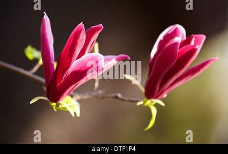 Magnolia denudata 'Nigra' à fleurs du Jardin botanique royal. Madrid. Espagne Banque D'Images