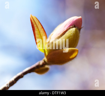 Magnolia blossom au Royal Botanical Garden. Madrid. Espagne Banque D'Images