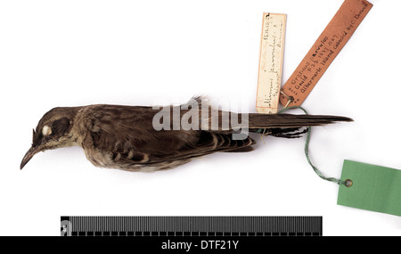 Nesomimus parvulus, Galapagos mockingbird Banque D'Images