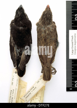 Geospiza magnirostris, grand terrain finch Banque D'Images
