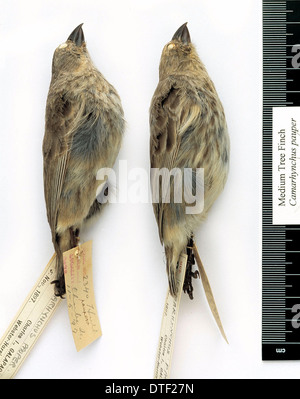 Camarhynchus pauper, arbre moyen finch Banque D'Images