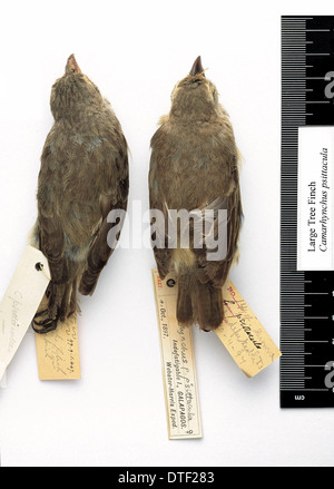 Camarhynchus psittacula, grand arbre finch Banque D'Images