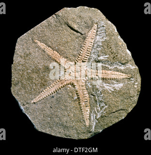 Archastropecten cotteswoldiae, étoiles Banque D'Images