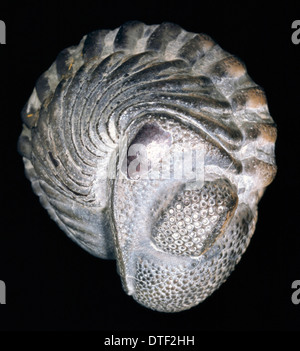 Trilobite Phacops rana, Banque D'Images