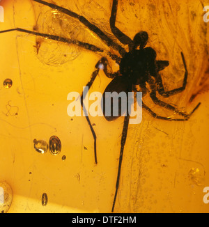 Abliguritor niger, araignée fossile dans l'Ambre Banque D'Images