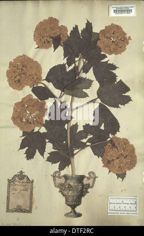 Viburnum opulus L., guelder rose Banque D'Images