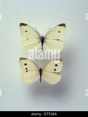 Pieris rapae, les petits papillons blancs Banque D'Images