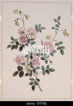 Rosa rubiginosa, Sweet Briar Rose Banque D'Images