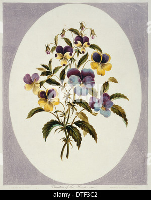 Viola tricolor, heartsease Banque D'Images