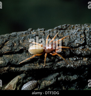 Dysdera crocata, spider cloporte Banque D'Images