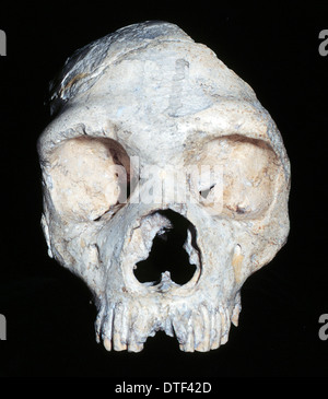 Homo neanderthalensis (calpicus) cranium (1) Gibraltar Banque D'Images