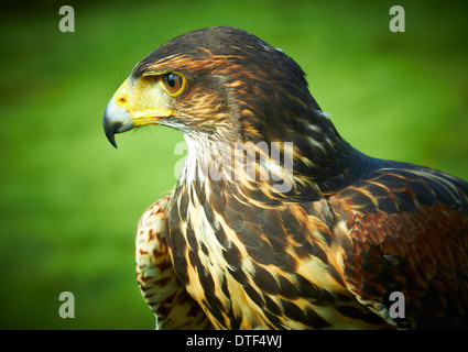 Harris Parabuteo unicinctus (Hawk) oiseau de proie Banque D'Images