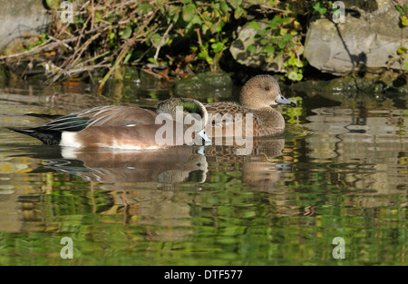 Le Canard d'Anas americana canard paire Banque D'Images