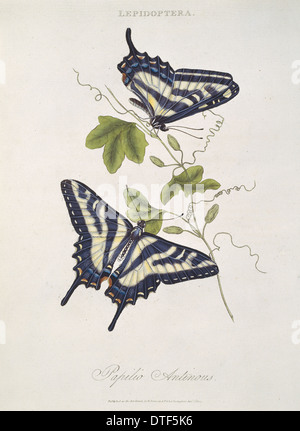 Papilio sp., papillons Banque D'Images