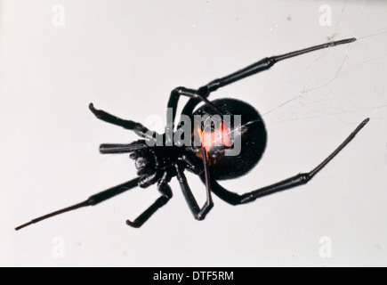 Latrodectus mactans, araignée veuve noire Banque D'Images