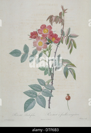 Rosa rubrifolia, rouge-rose feuilles Banque D'Images