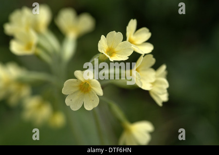 Primula veris, coucou bleu Banque D'Images