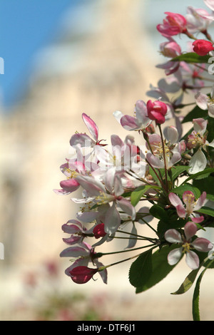 Malus sylvestris Pommier, Banque D'Images