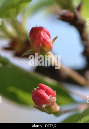 Malus sylvestris Pommier, Banque D'Images