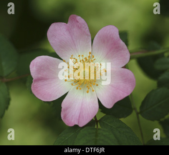 Rosa sp., Wild Rose Banque D'Images