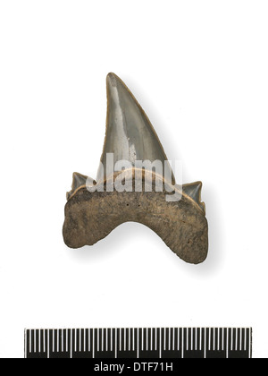 Tonguestone (Shark's Tooth) avec denticules latéraux Banque D'Images