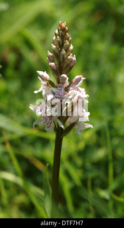 Dactylorhiza fuchsii, orchidée tachetée commun Banque D'Images