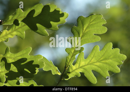 Quercus robur, feuilles de chêne Banque D'Images