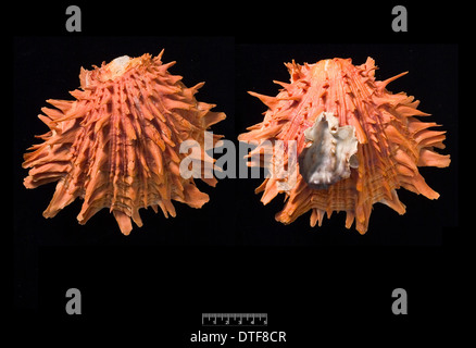 Spondylus pictorum, peint l'huître épineuse Banque D'Images