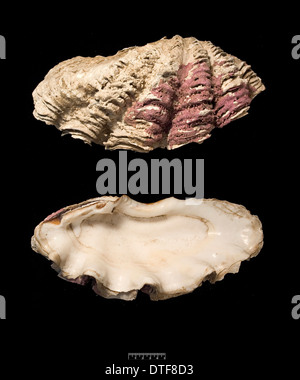 De bénitiers Tridacna gigas, Banque D'Images