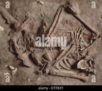 Homo neanderthalensis (Kebarah site funéraire) Banque D'Images