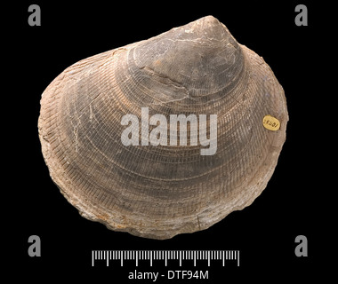 Plagiostoma, fossile shell Banque D'Images