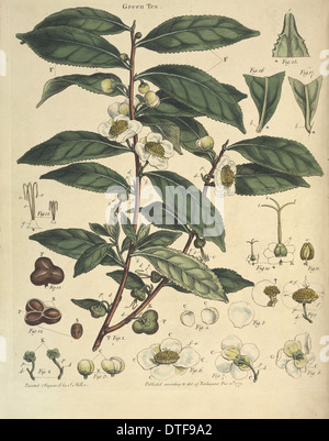 John's Lettsom Histoire naturelle de l'arbre de thé Banque D'Images