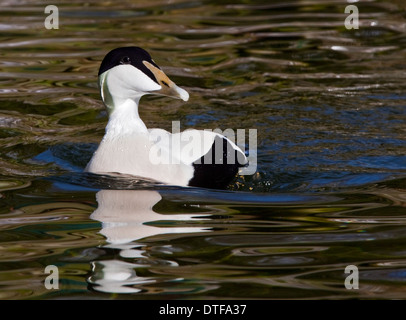 Eider européenne (Somateria mollissima mollissima) mâle Banque D'Images