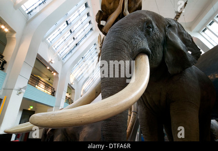 Loxodonta africana, l'éléphant d'Afrique Banque D'Images