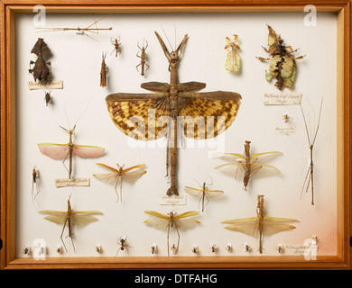 Les spécimens entomologiques de la Wallace Collection, inc. à cornes de cerf de Virginie-fly, Phytalmia cervicornis, Stick et insectes Feuilles Banque D'Images