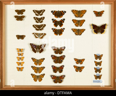 Les spécimens entomologiques de la Wallace Collection Banque D'Images