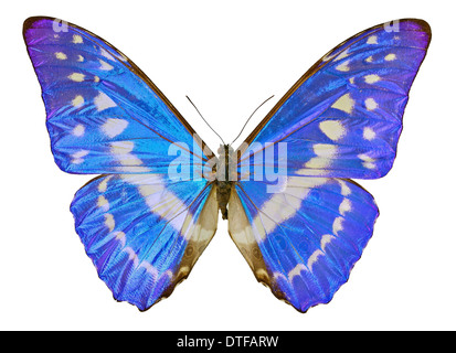 Morpho cypris, morpho bleu Banque D'Images