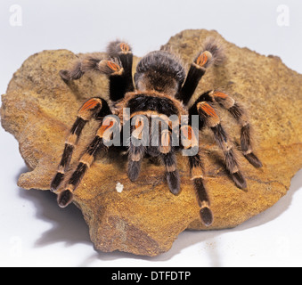 Brachypelma smithi, Mexican red-genou tarantula Banque D'Images