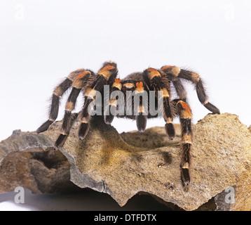 Brachypelma smithi, Mexican red-genou tarantula Banque D'Images